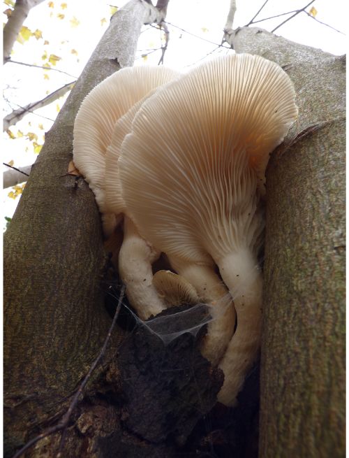 The stipe of fruit bodies on sycamore in Laindon, UK.